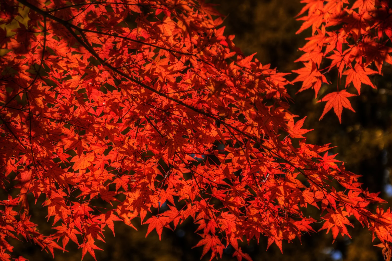 上田城跡公園の鮮やかな紅葉