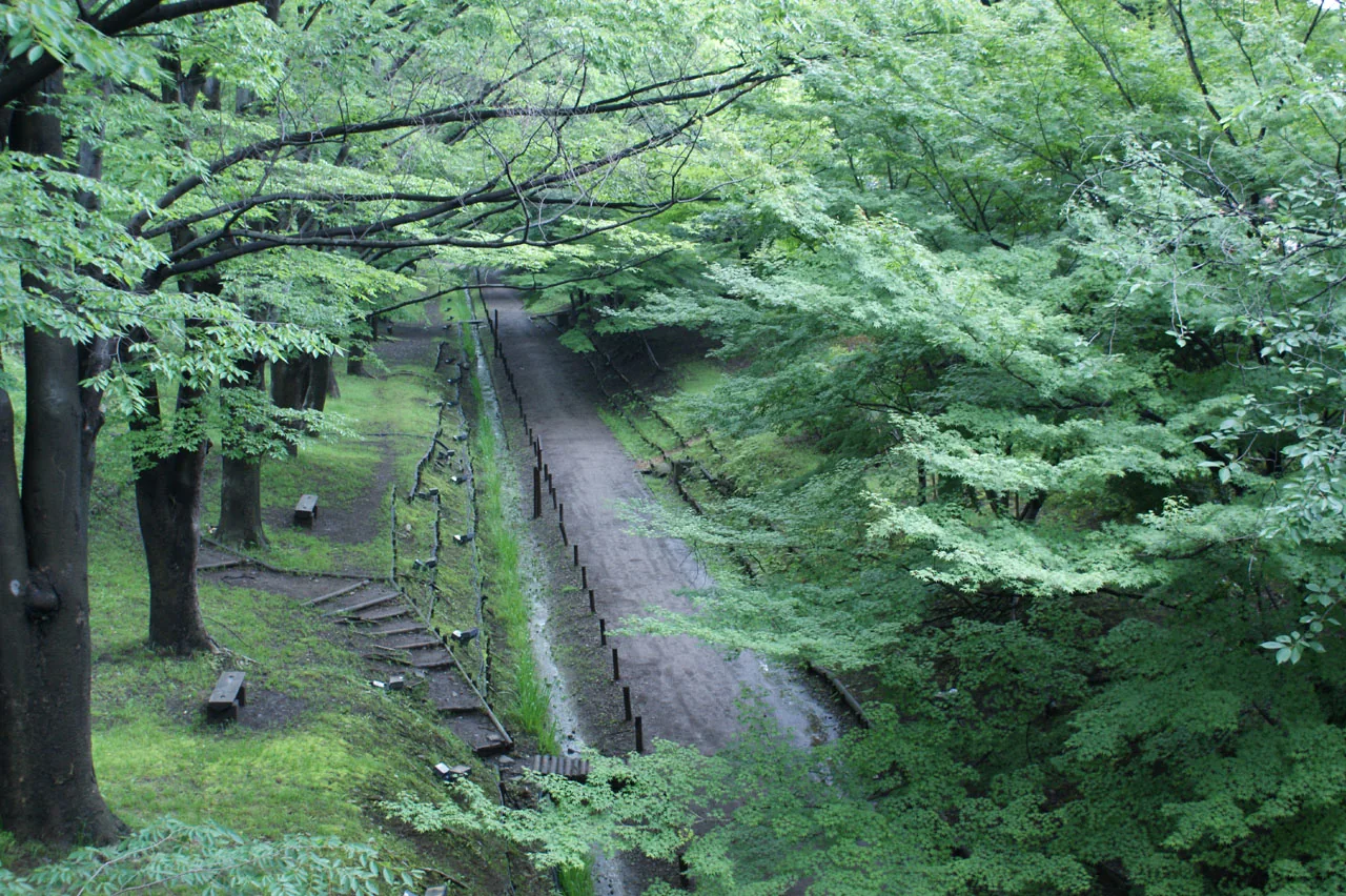 夏の緑に包まれるケヤキ並木遊歩道